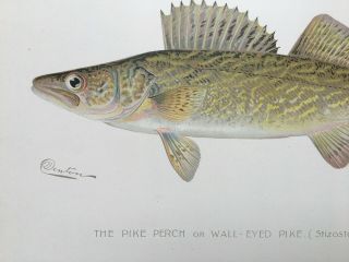 1903 circa Denton Pike Perch,  Wall - Eyed Fish Print,  Old,  Litho,  Walleye,  Eye 3