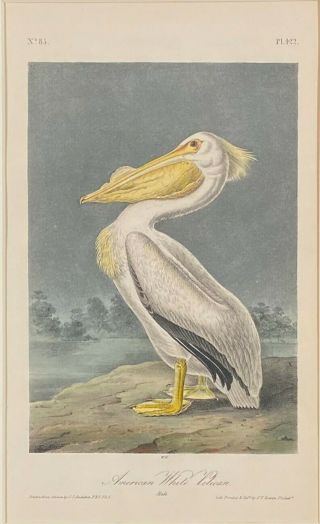 Audubon 1st Ed.  Octavo Pl.  422 American White Pelican