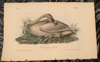 Audubon 1st Ed.  Octavo Pl.  383 Trumpeter Swan (young)
