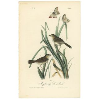 Audubon Octavo 1st Ed 1840 Hand - Colored Litho Pl 173 Macgillivray 