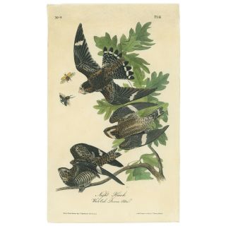Audubon Octavo 1st Ed 1840 Hand - Colored Litho Pl 43 Night Hawk