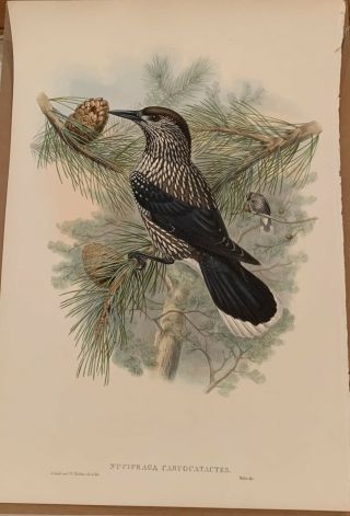 Lithograph John Gould " Birds Of Great Britain " - Nucifraga Caryocatactes