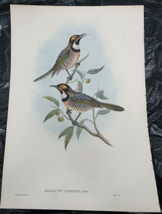Lithograph John Gould Birds Of Australia Melidectes Torquatus