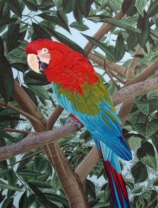 Dallas John " Green - Winged Macaw " 1980 Art Print Serigraph Hand Signed Unframed