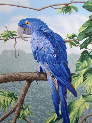 Dallas John " Hyancinth Macaw " 1980 Art Print Serigraph Hand Signed Bird Unframed
