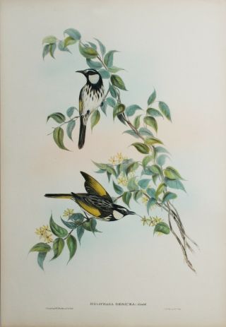 Hand Colored Lithograph John Gould,  Birds Of Australia