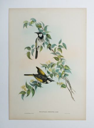 Hand Colored Lithograph John Gould,  Birds of Australia 2