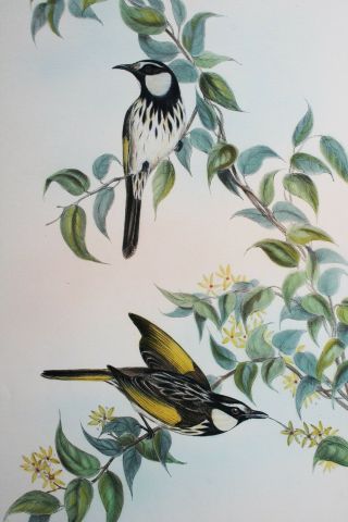 Hand Colored Lithograph John Gould,  Birds of Australia 3