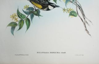 Hand Colored Lithograph John Gould,  Birds of Australia 4