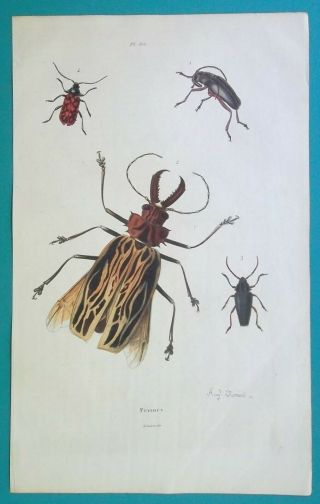 Beetles Long Horn Genus Prionus Solenoptera - 1839 Color Antique Print