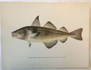 C1900 Denton Haddock Fish Print,  Old,  Lithograph,  Antique,  York Litho