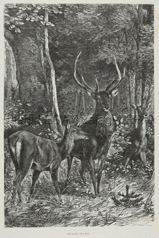 Deer Herd With 10 - Point Buck In Forest,  Large 1880s Antique Print