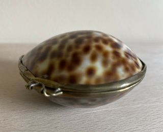Vintage Tiger Cowrie Shell Coin Purse Trinket Pill Ring Box Decorative Boudoir