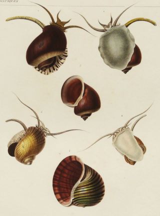 1840 Antique Copper Engraving Of Seashells.  Sea Shells.  Marine Animals.  Sea Life