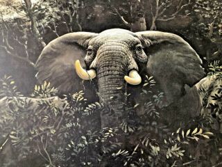 Guy Coheleach - Limited Ed.  Print - Signed - African Elephant - Plate Xix