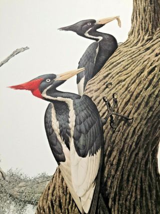 Guy Coheleach - Limited Ed.  Print - Signed Ivory Billed Woodpecker - Plate Xvi