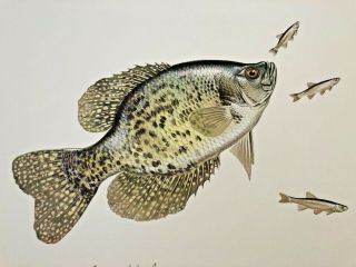 Guy Coheleach - Limited Ed.  Print - Signed Black Crappie - Plate V