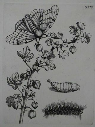 Abraxas Grossulariata Gooseberry - Copper Engraving - Maria Sibylla Merian 1730
