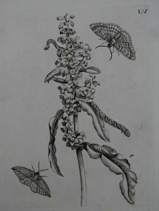 Lapathum Acutum With Butterflies - Copper Engraving - Maria Sibylla Merian 1730