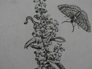 Lapathum acutum with butterflies - copper engraving - Maria Sibylla Merian 1730 3