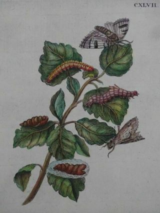 Poplar Moths Caterpillars - Col.  Copper Engraving - Maria Sibylla Merian - 1730