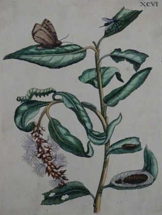 Purple Willow Butterfly - Col.  Copper Engraving - Maria Sibylla Merian - 1730