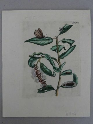 Purple willow butterfly - col.  copper engraving - Maria Sibylla Merian - 1730 2