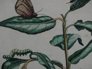 Purple willow butterfly - col.  copper engraving - Maria Sibylla Merian - 1730 3