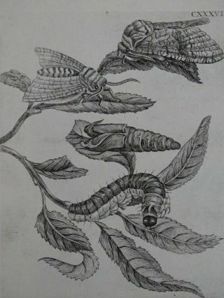 Plate Cxxxvii Caterpillar Moths - Copper Engraving - Maria Sibylla Merian - 1730