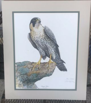Ray Harm Peregrine Falcon Signed Print 12 1/4” X 15 1/4” Matted