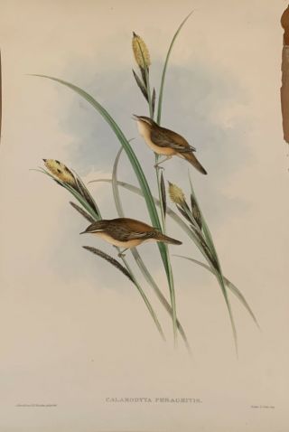 Lithograph John Gould " Birds Of Great Britain " Calamodyta Phragmitis