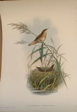 Lithograph John Gould " Birds Of Great Britain " Lusciniopsis Luscinioide