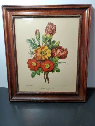 Vintage 1930s - 40s Botanical Flower Art Print Framed Pj Redoute Numbered Signed