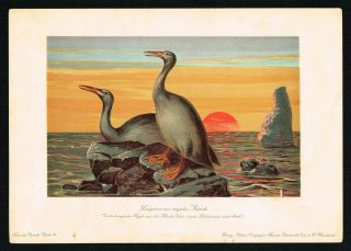 Hesperornis Prehistoric Aquatic Bird Antique Print,  Tiere Der Urwelt - 1900