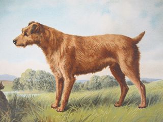 Rare Antique 1881 Chromolithograph Book Of The Dog Print Irish Terrier Yqz