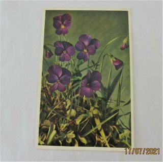 Vintage 1940s Alfred Mainzer N.  Y.  Violets Botanical Postcard Printed In Belgium