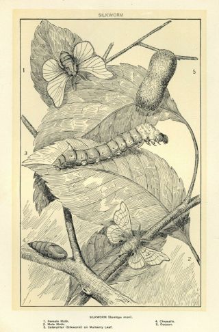 Vintage Silkworm Print - Ca.  1900 - Illustrated Book Plate For Framing