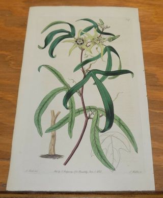 1821 Antique Color Floral Print///white Passion - Flower,  Or,  Passiflora Peltata