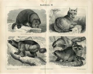 1876 Sea Otter Wolverine Lynx Raccoon Antique Engraving Print