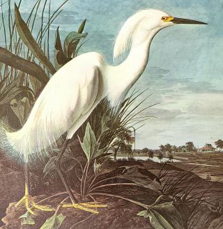 John James Audubon Birds Snowy Egret Vintage Art Book Plate