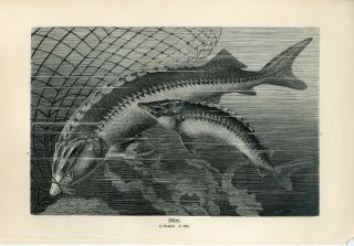 1887 Sturgeon Beluga Fish Antique Engraving Print A.  Brehm