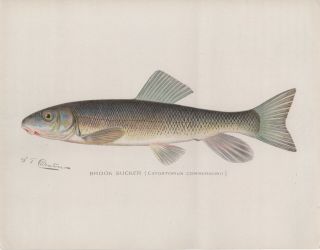 The Brook Sucker Antique Print (1900) By Sherman Denton (catostomus Commersonii)