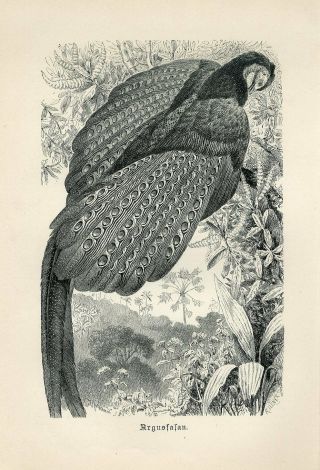 1887 Argus Pheasant Birds Antique Engraving Print A.  Brehm