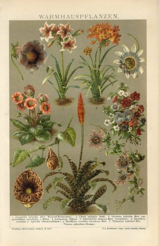 1895 Home Flowers Plants Passiflora Amaryllis Antique Chromolithograph Print