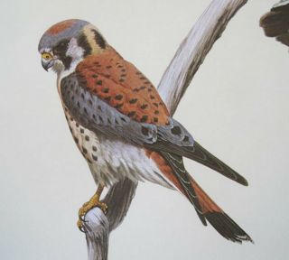 25 “AMERICAN KESTREL” by GUY COHELEACH Signed/Autographed Print 1970 2