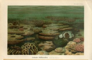 1895 Marine Sea Coral Reef Life Fish Antique Chromolithograph Print
