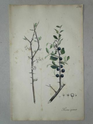 Prunus Spinosa Coloured Lithograph After Henry Medicinal Plant Botany Flora 1828