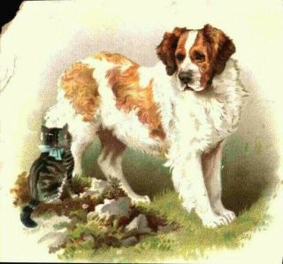 Fleischmann Co Compressed Yeast Irish Red White Setter Dog Kitten Victorian Card