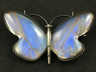 Antique Edwardian - 1920s 925 Sterling Silver Morpho Butterfly Wing Brooch