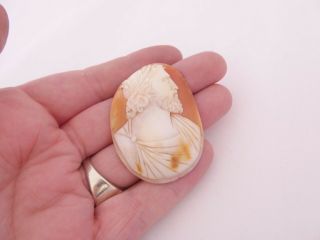 Large Fine Carved Shell Cameo Of A Roman Gentleman,  Unframed Victorian